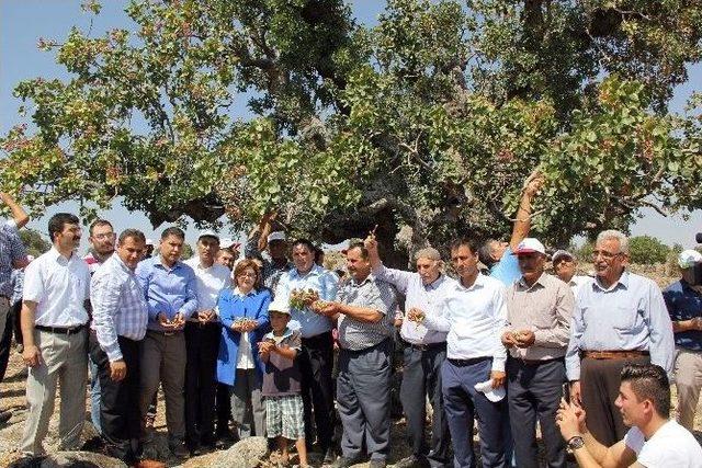 Antep Fıstığının İlk Mahsulü En Yaşlı Ağaçlardan Toplandı