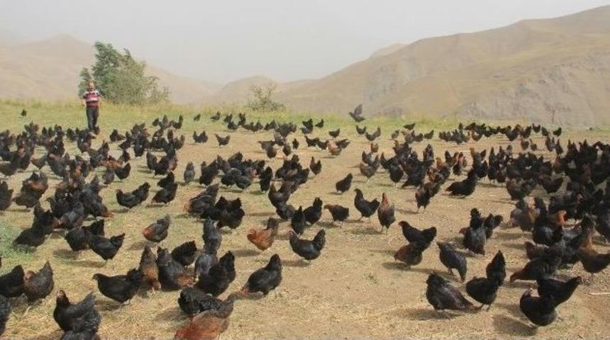 Hakkari&rsquo;de İlk Defa Doğal Tavuk &Ccedil;iftliği A&ccedil;ıldı