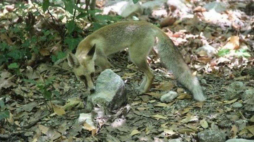 Yavru Şila Doğal Yaşamına Kavuştu