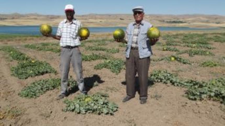 Kavuna Alternatif Kışlık Soğan