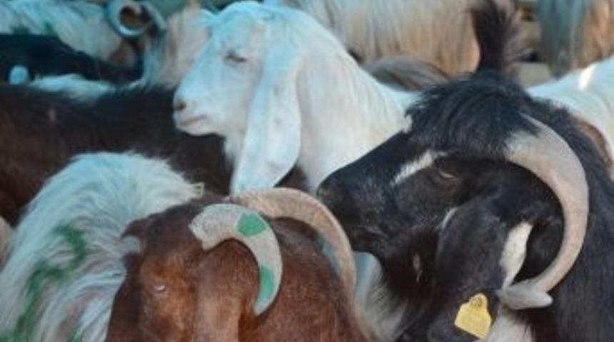 Osmaniye&rsquo;de Kurbanlık Fiyatları Belirlendi