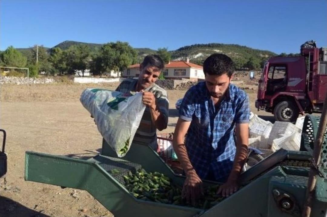 Selendi&rsquo;nin Yeşil Altını: &rsquo;kornişon&rsquo;