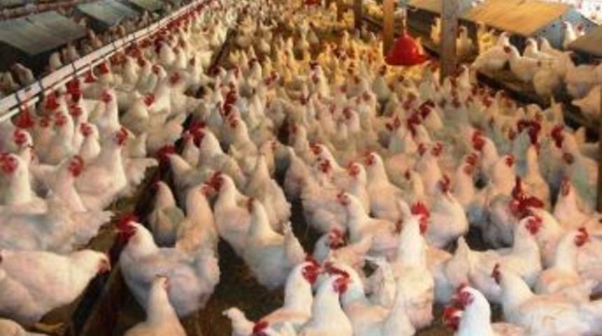 K&uuml;mes Hayvanı T&uuml;ketimi Arttı