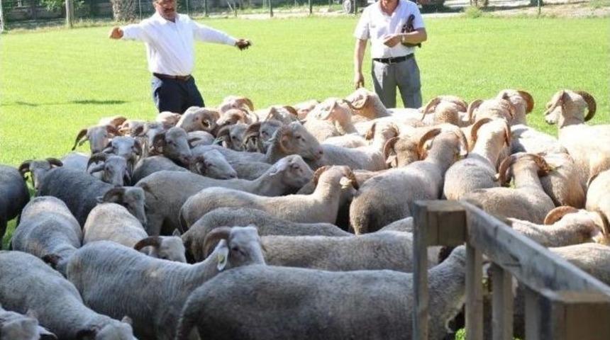 Manisa&rsquo;da 102 Damızlık Ko&ccedil; Dağıtıldı