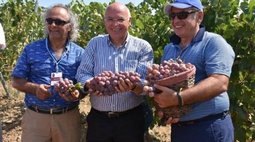 2. Trakya Bağ Bozumu Ve Ekoloji Festivali Cuma Günü Başlıyor