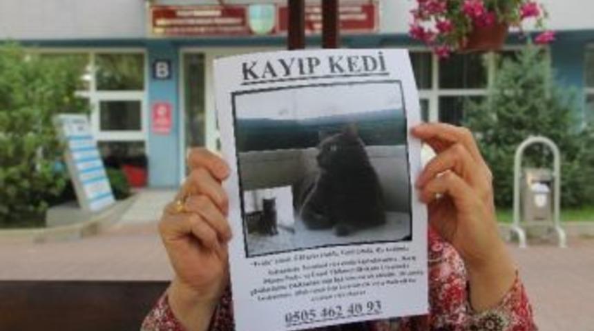 Safranbolu&rsquo;da Kaybolan Kedisini Arıyor