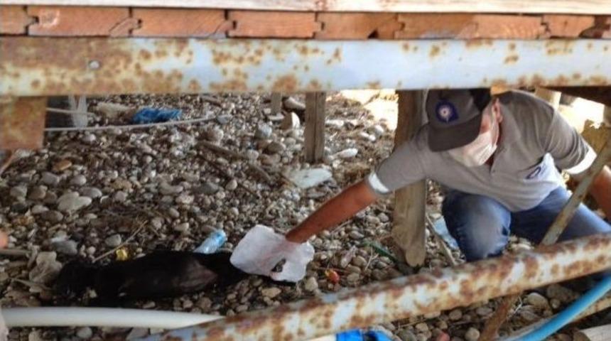 Demre&rsquo;de 3 K&ouml;pek Zehirlenerek &Ouml;ld&uuml;r&uuml;ld&uuml;