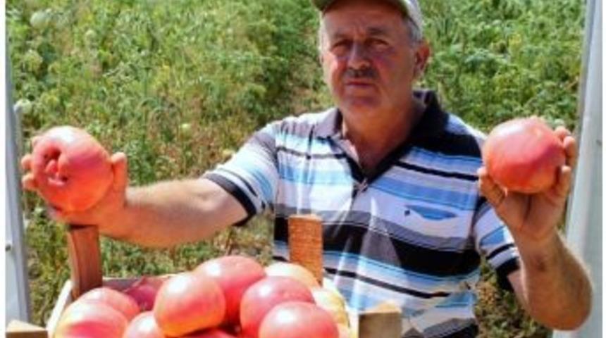 Osmanlı&rsquo;nın İlk Payitahtında Osmanlı Domatesi Yetiştiriyorlar