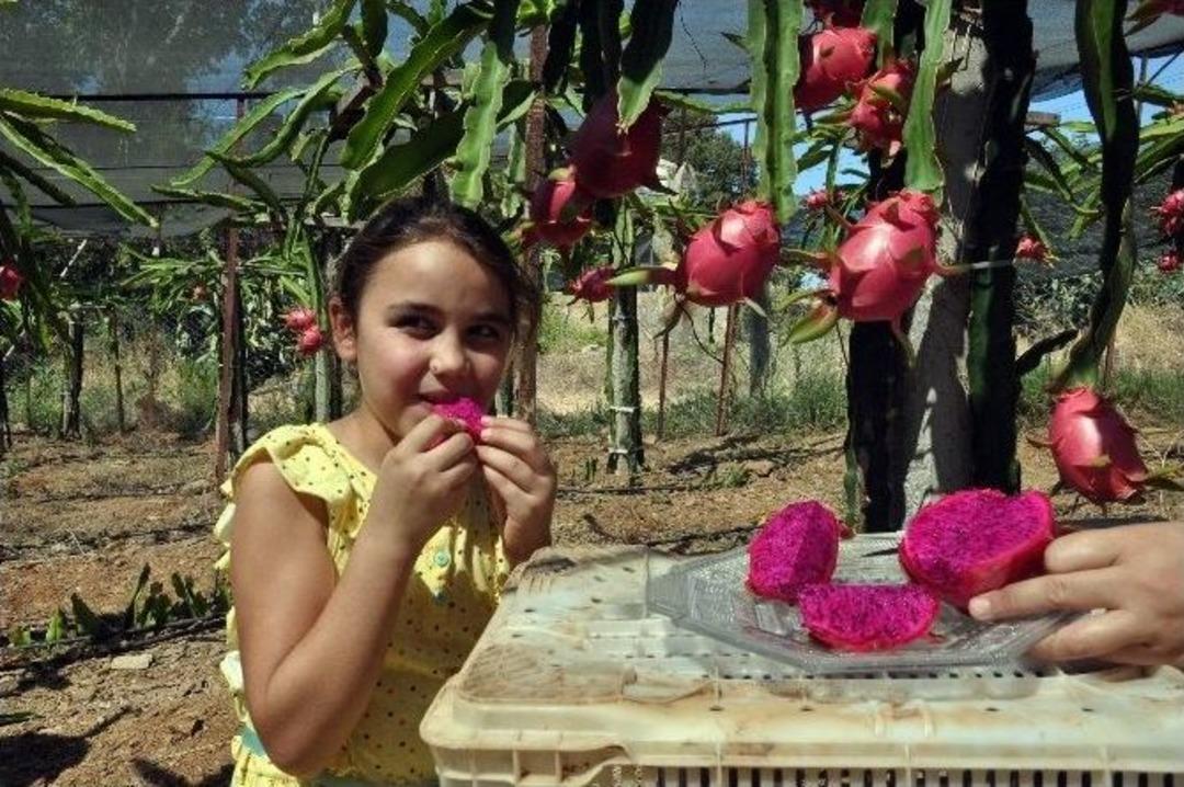 Tanesi 14 Liradan Satılıyor, Pazar Sıkıntısı Yaşamıyor