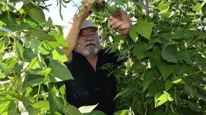 Hobi Bah&ccedil;elerinde Hasat Keyfi