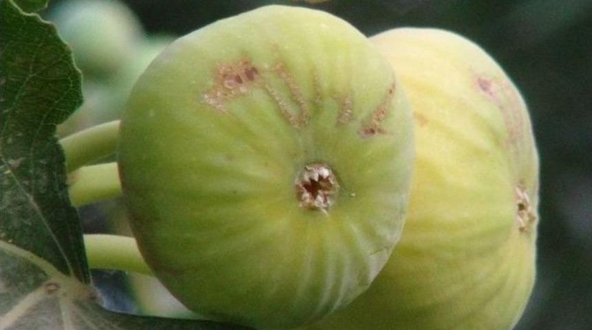 Gurs İnciri Yetiştiricilerin Y&uuml;z&uuml;n&uuml; G&uuml;ld&uuml;rd&uuml;