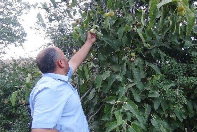 Gurs İnciri Yetiştiricilerin Yüzünü Güldürdü