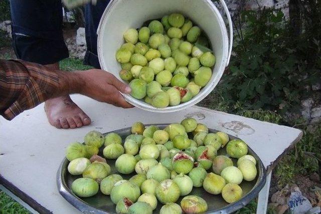 Gurs İnciri Yetiştiricilerin Yüzünü Güldürdü