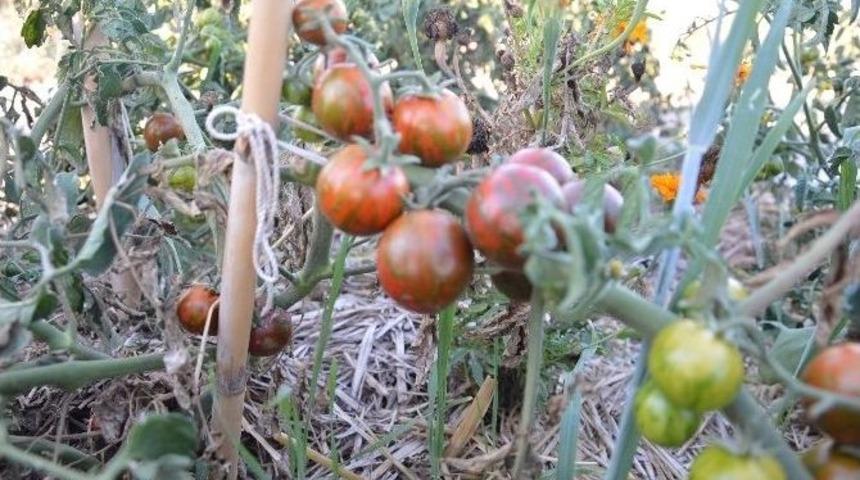 Mahalle Bah&ccedil;esinde Tohumluk &Uuml;r&uuml;nler Alınmaya Başladı