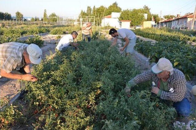 Mahalle Bahçesinde Tohumluk Ürünler Alınmaya Başladı