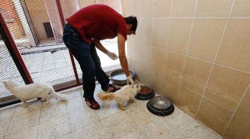 Sincan Belediyesi&rsquo;nden Sokak Hayvanlarına Sıcak Bir Yuva
