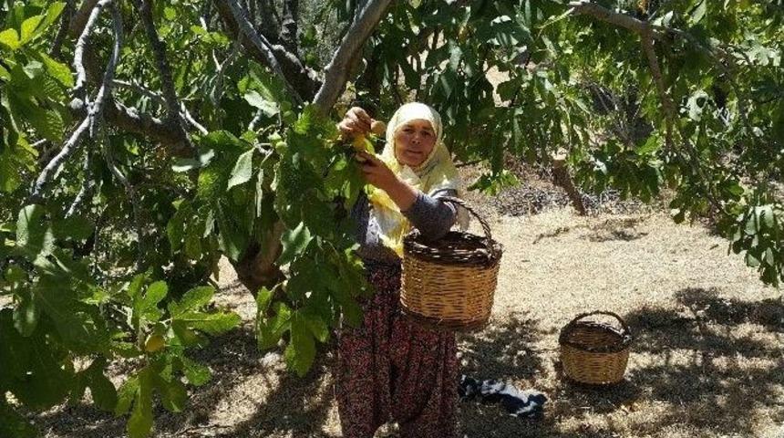 (özel) Aylık 5 Bin Tl Maaşla İşçi Bulamıyorlar