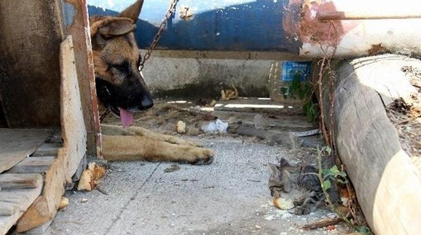 Kedi İle K&ouml;peğin &Ouml;rnek Dostluğu
