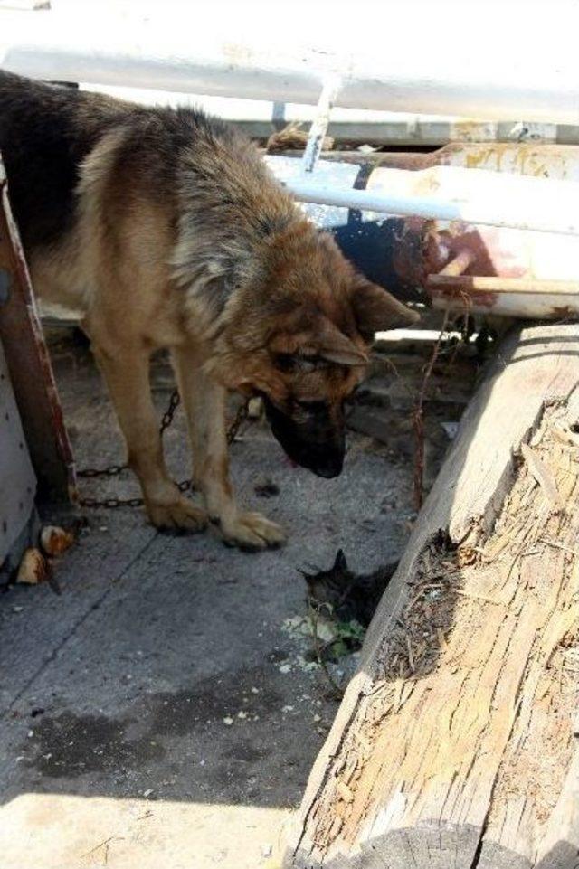 Kedi İle Köpeğin Örnek Dostluğu