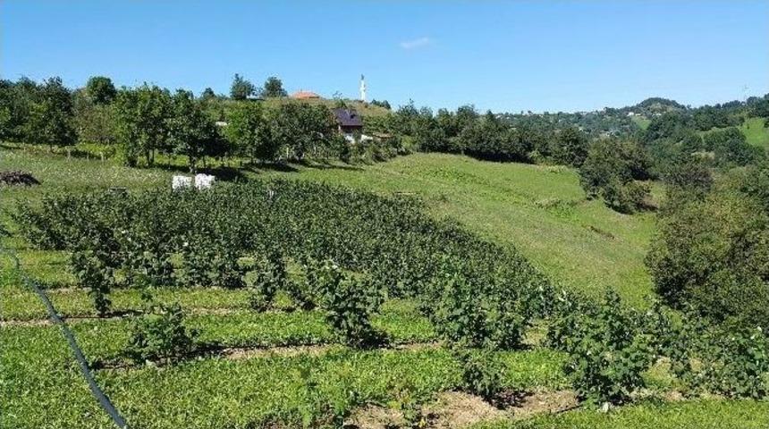 Tika Bosna Hersek&rsquo;te Tarım Projelerini Desteklemeye Devam Ediyor