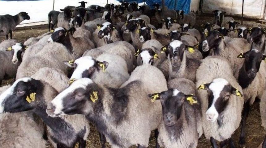 Kurbanlık Alacaklara Uyarı