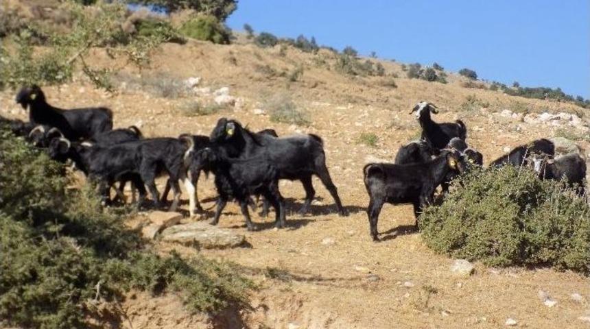 Kurban &Ouml;ncesi Karacasulu &Ccedil;obanları İşsizlik Korkusu Sardı