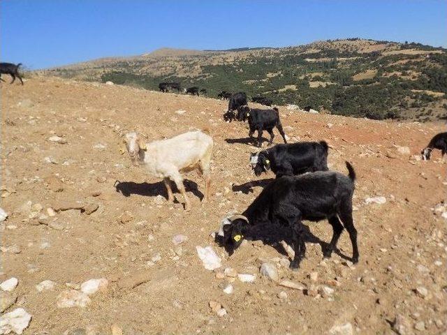 Kurban Öncesi Karacasulu Çobanları İşsizlik Korkusu Sardı