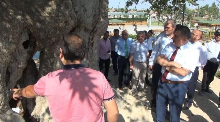 Tarihi &Ccedil;ınar Bakıma Alınıyor