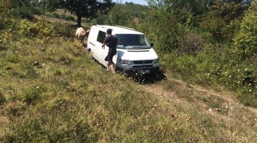 Minib&uuml;sle Hayvan Hırsızlığı Yapanlar Aranıyor