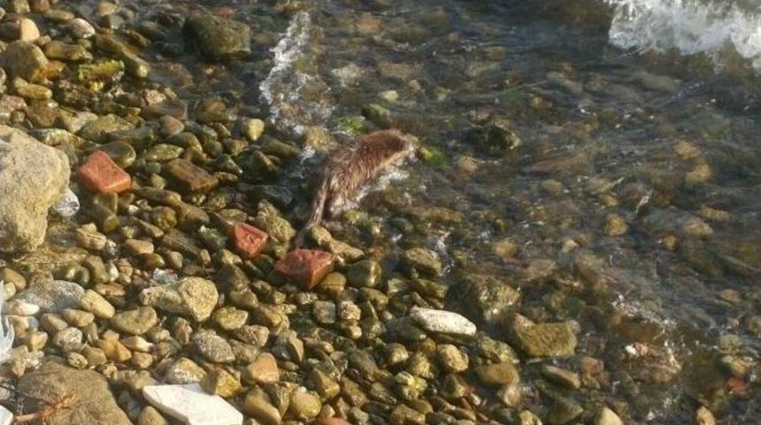 Bilim Adamlarını Şaşırtan Samurun Deniz Keyfi