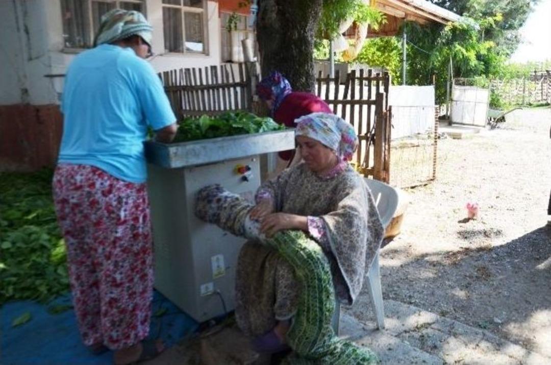 Bafralı T&uuml;t&uuml;n &Uuml;reticileri Destek Bekliyor