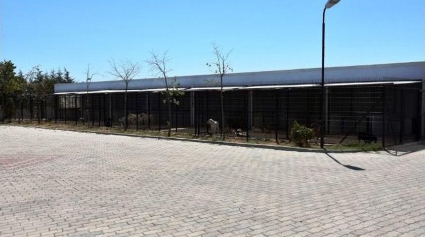 S&uuml;leymanpaşa Belediyesi Ge&ccedil;ici Hayvan Bakımevi Yenilendi