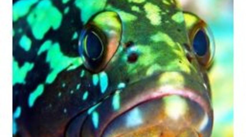 Bu Balığa Dokunan Yanacak