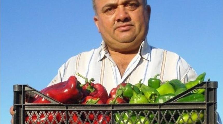 Emcelli Biberleri, &Ouml;zelliği Bozmadan Yetiştiriliyor