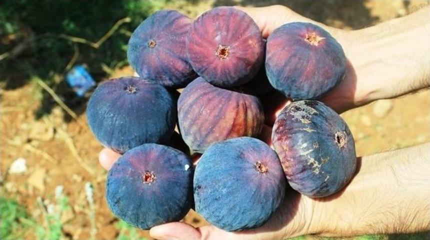 Osmaniye&rsquo;de "bursa Siyahı" &Uuml;retilecek