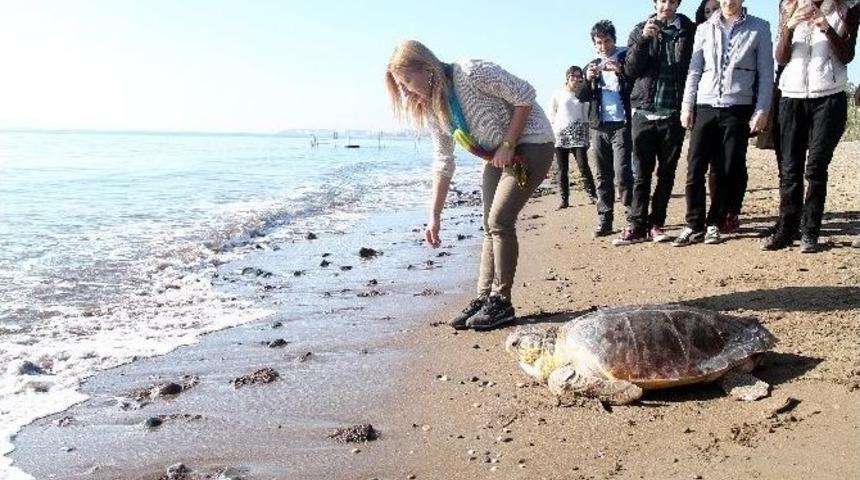 (&ouml;zel Haber) Deniz Kaplumbağalarının Doğasını İnsanlar Bozuyor