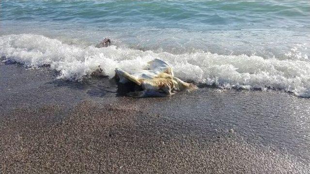 Plaja Caretta Caretta Ölüsü Vurdu