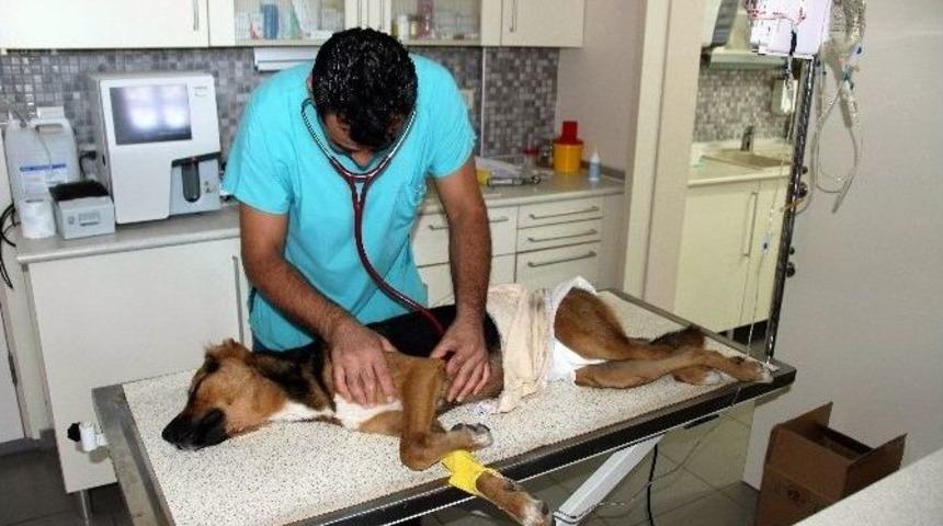 Sosyetik Tatil Merkezinde K&ouml;pek Katliamı