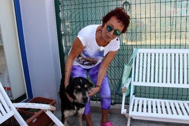 Sosyetik Tatil Merkezinde Köpek Katliamı