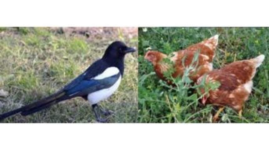 İl&ccedil;e Halkı Saksağan N&ouml;betinde