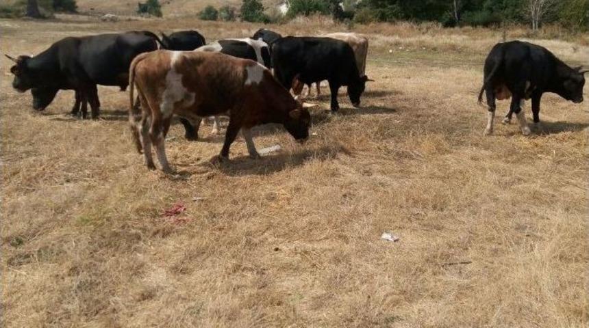 9 Adet Kaçak Büyükbaş Hayvan Ele Geçirildi