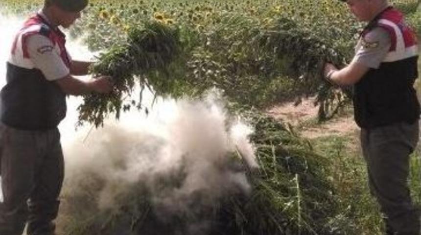 Kırklareli&rsquo;nde 163 Bin K&ouml;k Kenevir Bitkisi Ele Ge&ccedil;irildi