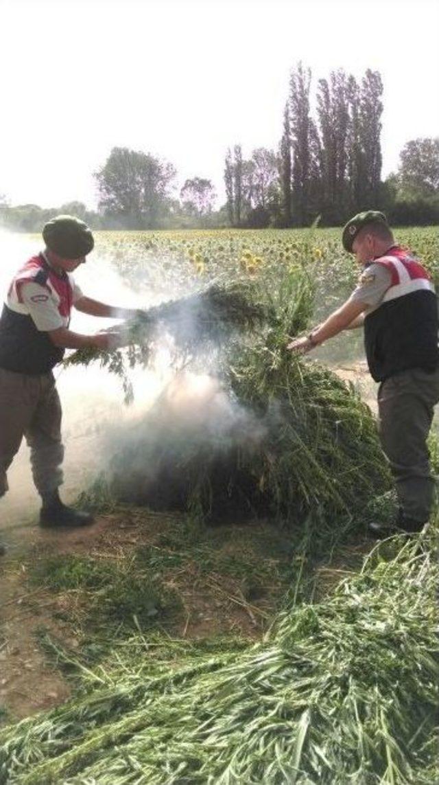 Kırklareli&rsquo;nde 163 Bin K&ouml;k Kenevir Bitkisi Ele Ge&ccedil;irildi 1