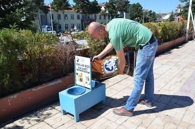 Bozüyük Belediyesi Sokak Hayvanlarını Unutmuyor