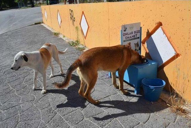 Bozüyük Belediyesi Sokak Hayvanlarını Unutmuyor