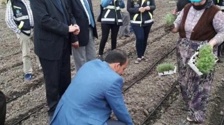 Balıkesir B&uuml;y&uuml;kşehir&rsquo;den "tarlalarda Şenlik Var" Projesi