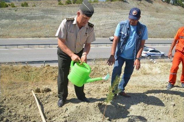 Tosya’da “15 Temmuz Demokrasi Şehitleri Hatıra Ormanı” Kuruldu