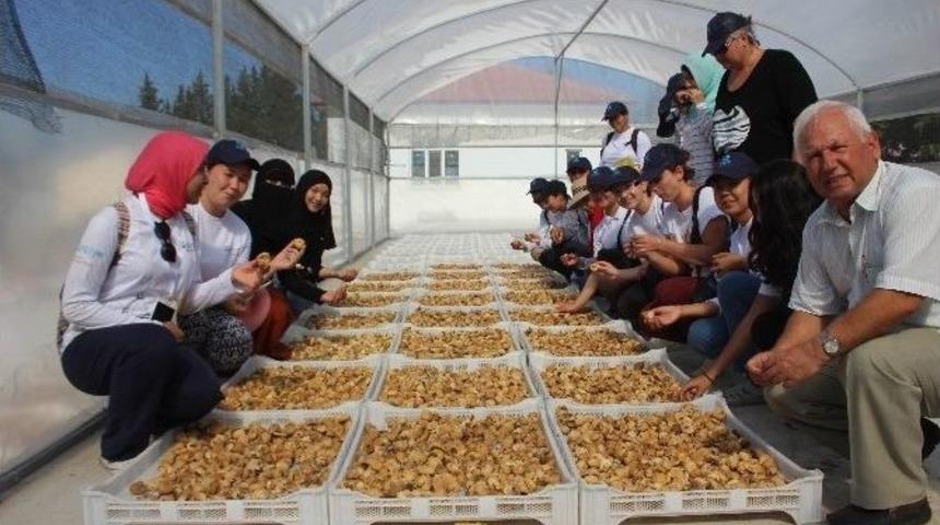 Kuru İncir Tezgahlarda Yerini Aldı