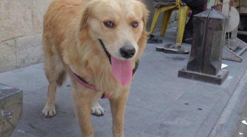 Kendine Emanet Edilen K&ouml;peğe Ara&ccedil; &Ccedil;arpınca, Panik Yaşadı