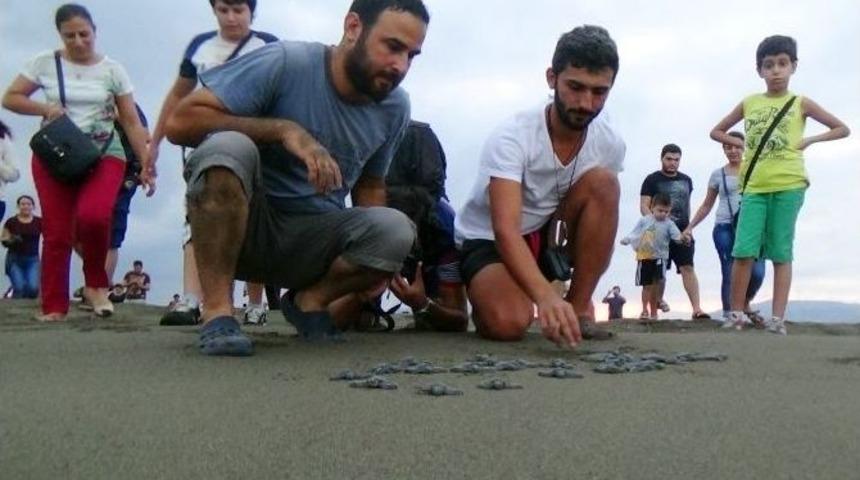 Yavru Kaplumbağalar Denizle Buluştu